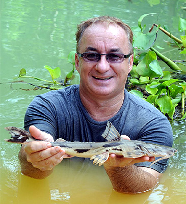 1686_exoticfishingthailand.com_Crocodile Catfish_Bagarius suchus.jpg